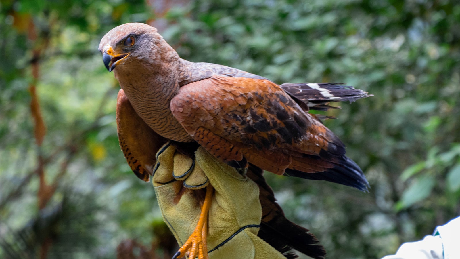Águila Cangrejera Buteogallus meridionalis